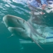 21 Нападение акул у берегов Флориды в 2019 году