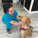 The best veterinarians in Miami. Where are animals actually treated? Ratings and reviews