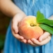 15 мест, где этим летом можно собирать персики около Нью-Йорка