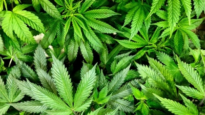 Будет легализована марихуана настроить тор браузер прокси вход на гидру
